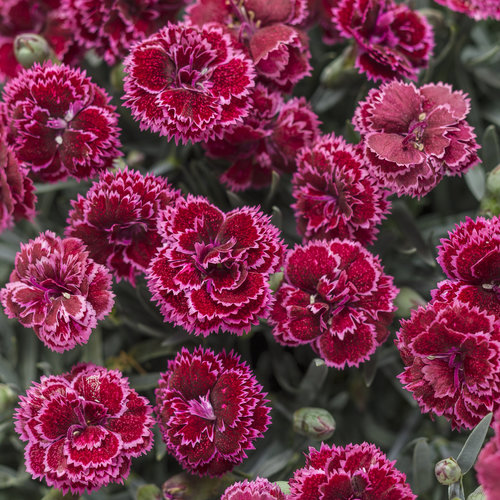 Black Cherry Dianthus
