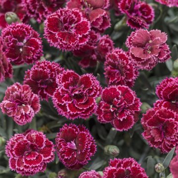 Black Cherry Dianthus