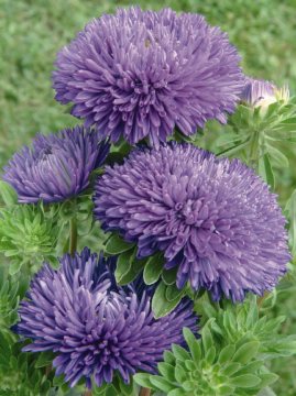 China Aster